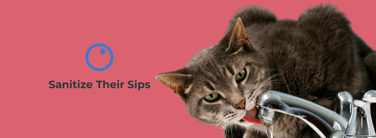 Cryptosporidium In Cats - VASA Pet