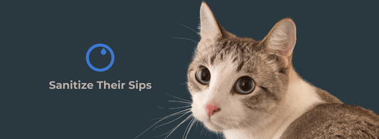 Leptospirosis In Cats - VASA Pet