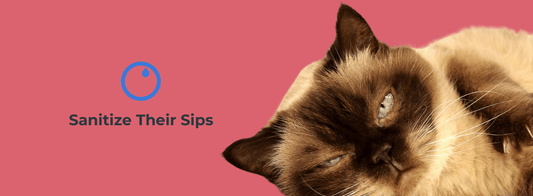 Cat Drinking More Water Than Usual?  10 Reasons. - VASA Pet
