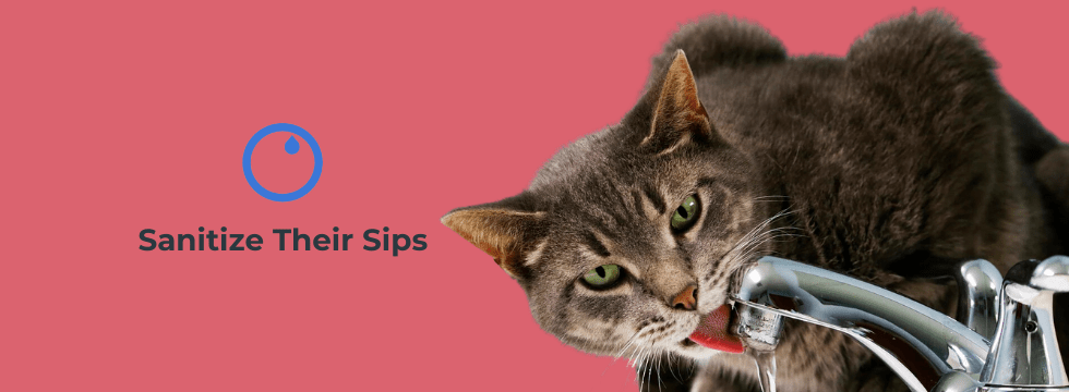 Cryptosporidium In Cats - VASA Pet