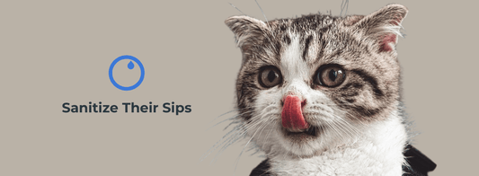 Giardia in Cats:  What it is?  Symptoms?  Link to Bad Water? - VASA Pet