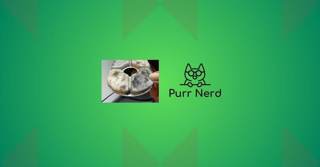 Green Stuff in Cat Water Fountain: What It Is and How to Stop It - VASA Pet