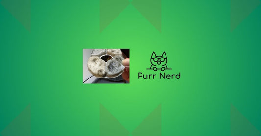 Green Stuff in Cat Water Fountain: What It Is and How to Stop It - VASA Pet