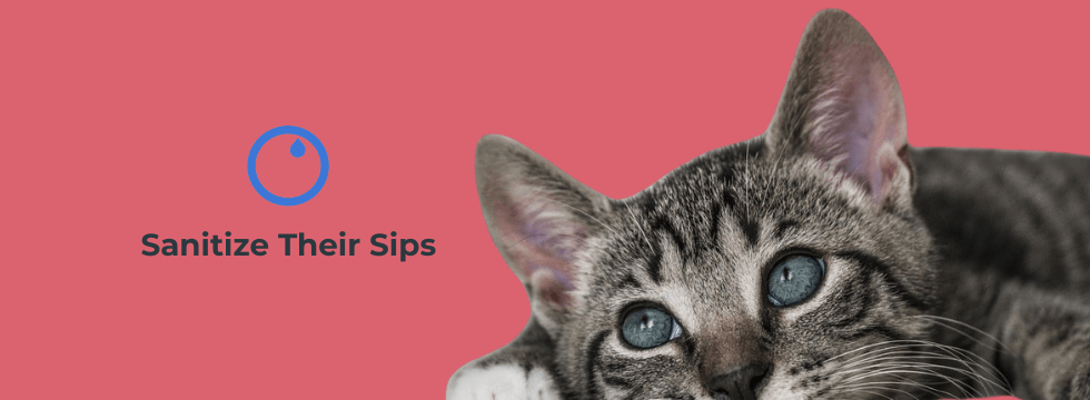 Symptoms of Algae Poisoning in Cats: What Every Cat Owner Needs to Know - VASA Pet