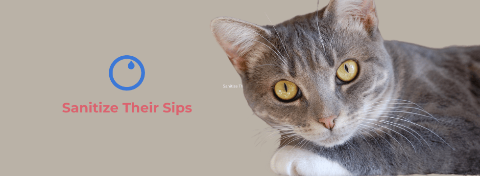 Toxoplasmosis In Cats - VASA Pet