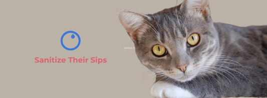 Toxoplasmosis In Cats - VASA Pet