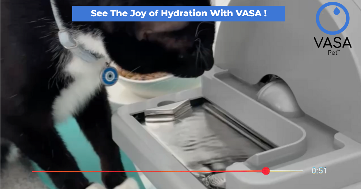 Load video: Cats Drink MORE